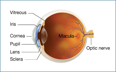 Age Related Macular Degeneration - Get to Know How To Detect | i2i Optic